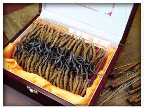 孝感冬虫夏草回收